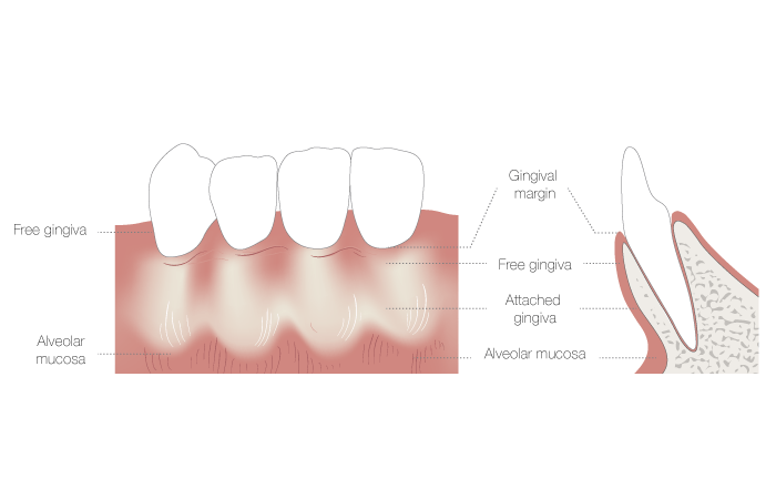 1160_muco_gingival_junction.png