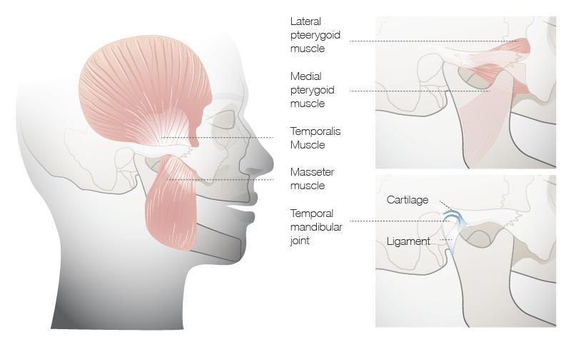 C1115_b_mouth_opening.jpg