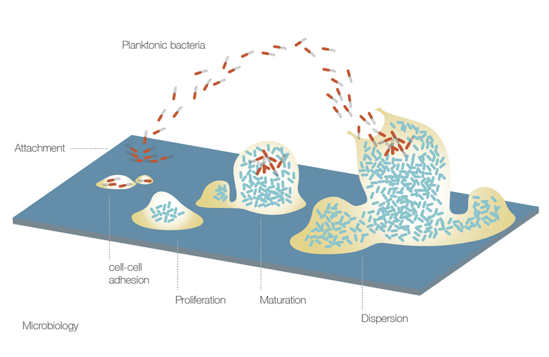 C1320_microbiology.png