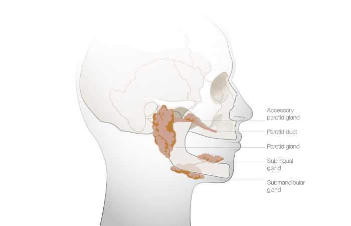 C1770_salivary-output.png